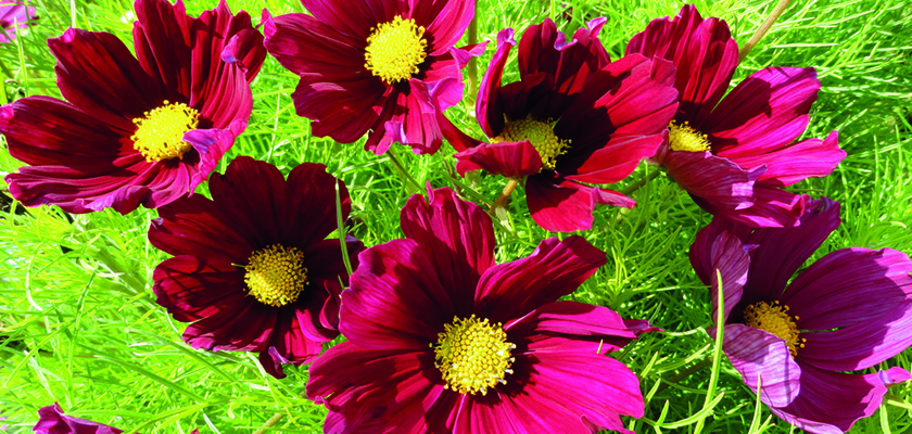 Cosmos bipinnatus Casanova Red | Benary